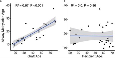 Lung Allograft Epithelium DNA Methylation Age Is Associated With Graft Chronologic Age and Primary Graft Dysfunction